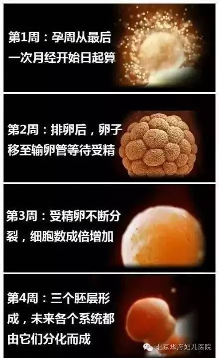 供卵试管婴儿移植怀孕成功后，一定要注意这几点!