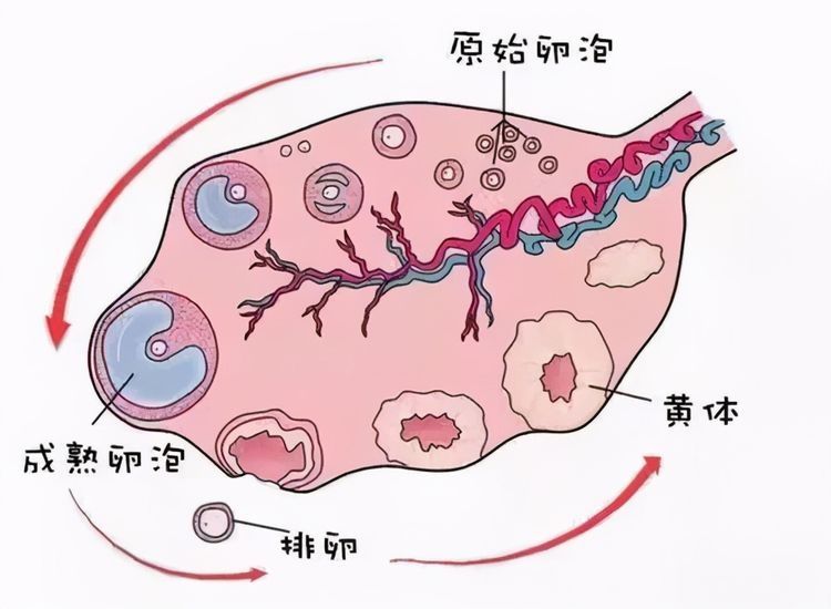 我可以用捐赠的卵子做供卵试管婴儿吗？