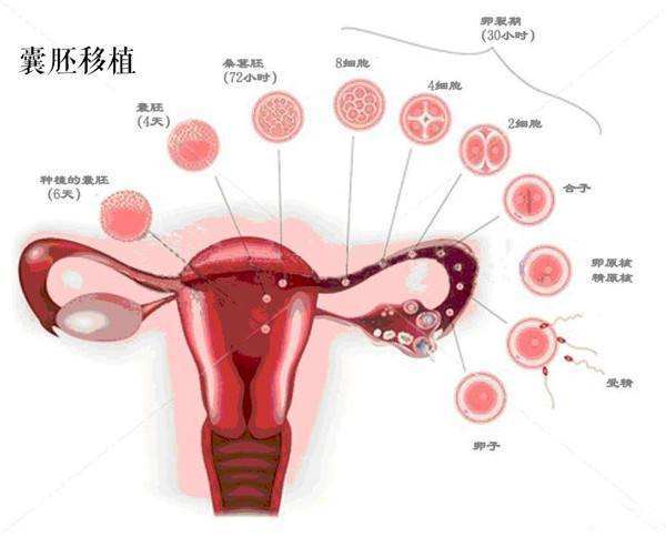 辽宁沈阳哪家做供卵试管婴儿的成功率高？费用大概是多少？