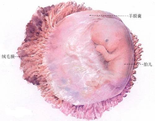 关于多囊卵巢供卵试管婴儿的几个难题