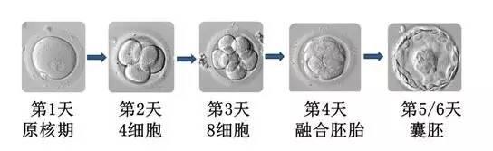 针灸可以提高借卵做试管婴儿的成功率，这是真的吗？