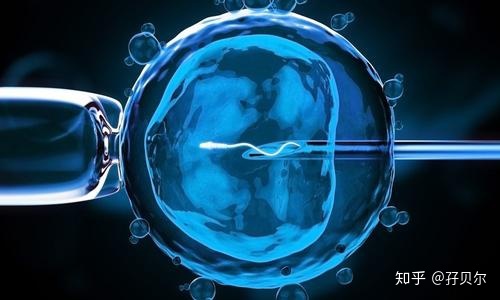 2022年借卵试管婴儿的费用是多少？国内和国外费用明细的比较