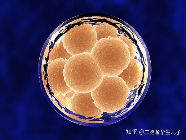 赠卵试管代生供卵怀孕期间可以吃芹菜吗？