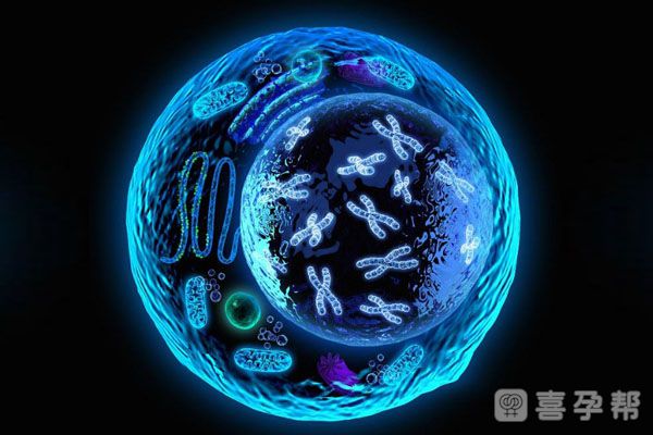 2024年华西二院三代国内代生费用多少